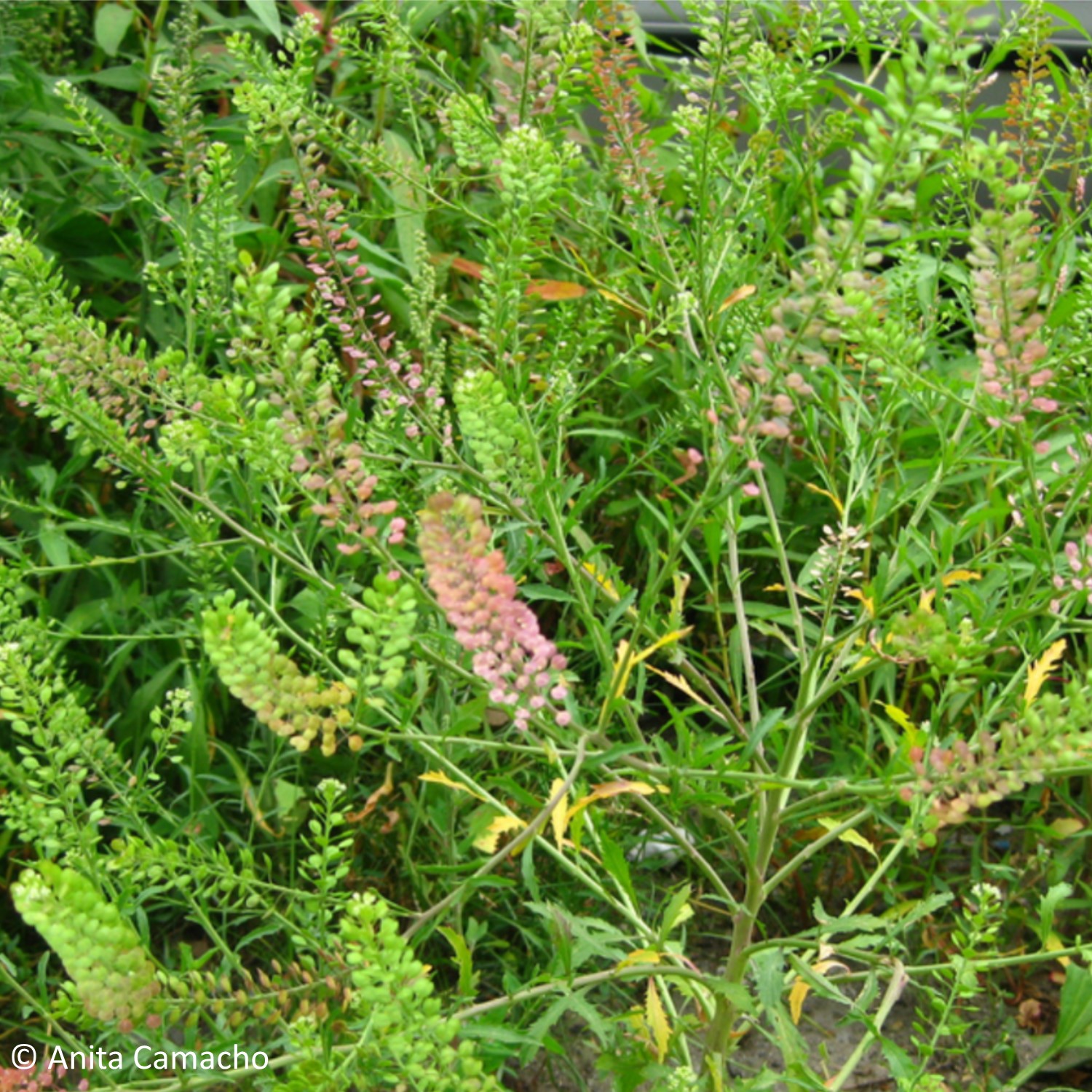 Virginia Pepperweed