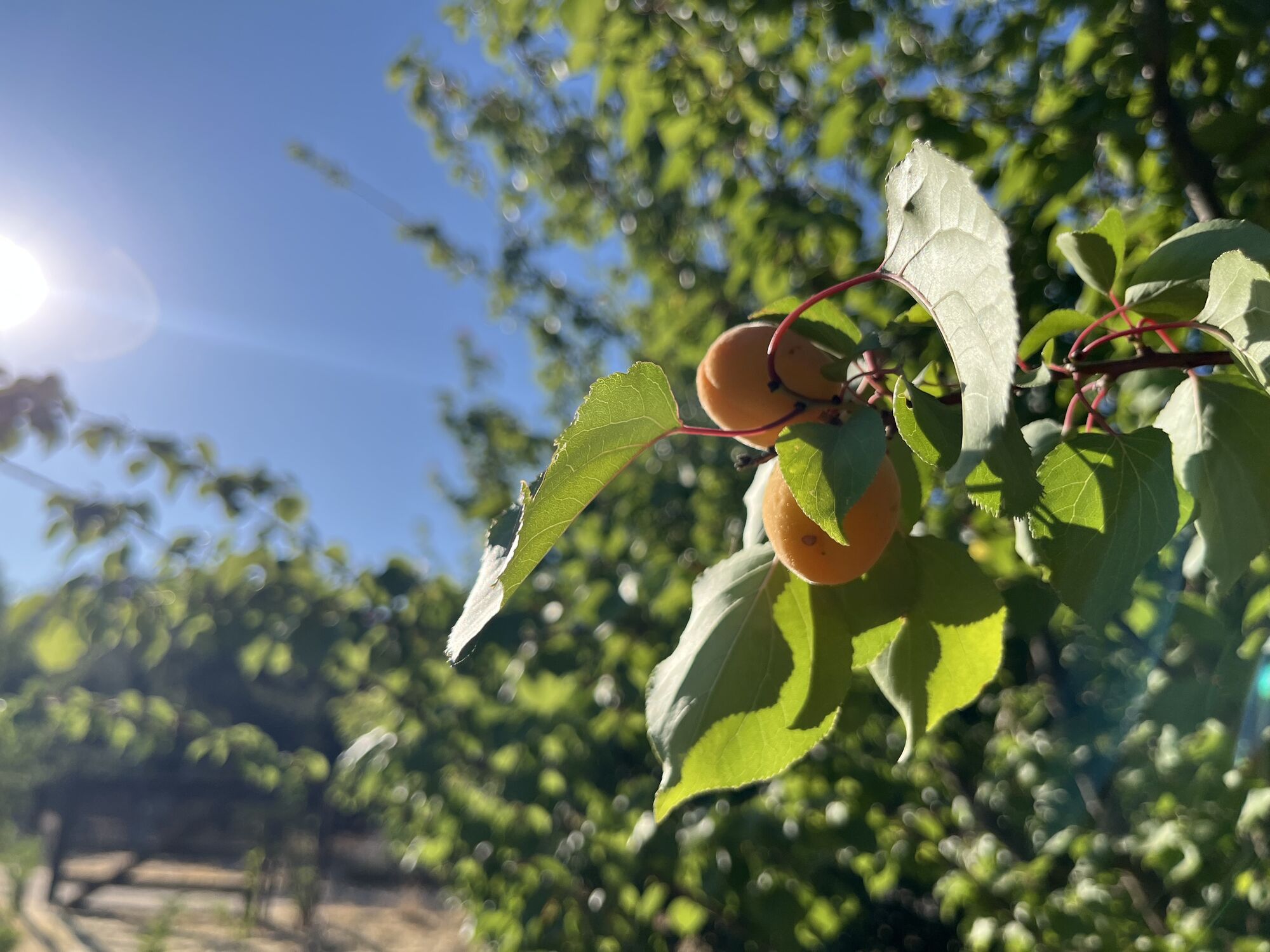 apricot